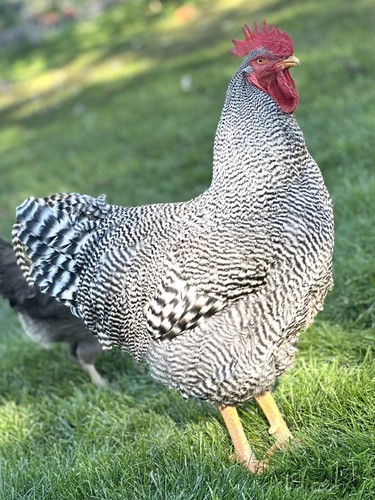 Fertile hatching chicken - hatching,