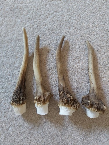 Fallow pricket deer antlers - pricket, x