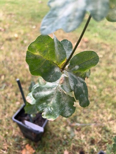 General pulaski oak sapling - pulaski,