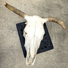 STEER SKULL 26" WIDE HORNS