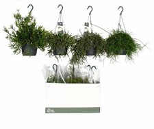 XL Rhipsalis Micrantha Hanging Established, Indoor / House Plant, 17cm Pot
