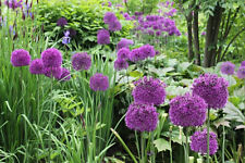 60 Allium Purple Sensation