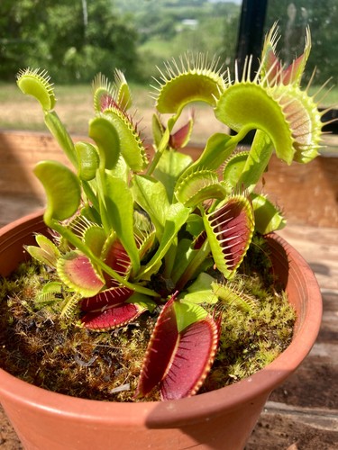 Bimbo venus fly trap dionaea - bimbo,,