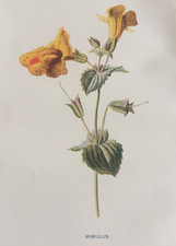 Antique Print Mimulus c1880s