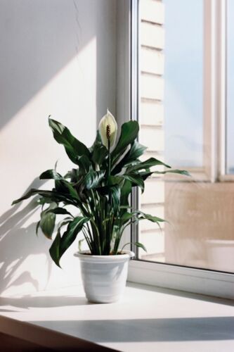 White flowering arum - x,