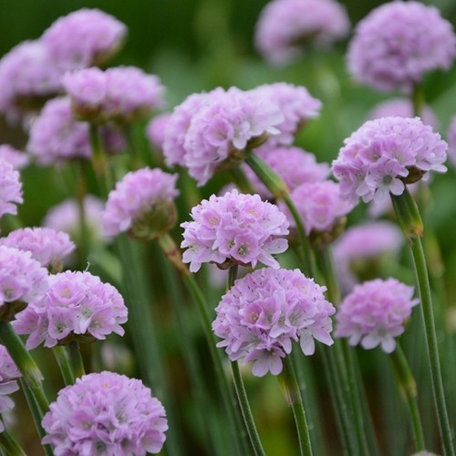 Armeria plug plants garden