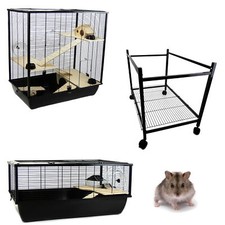 Rat syrian hamster - rat,