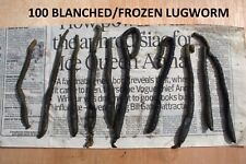 100 Blanched/Frozen Lugworm 10