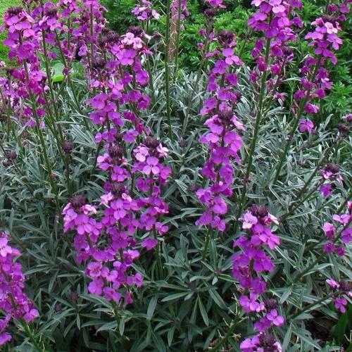 Erysimum bowles mauve - erysimum, mauve'