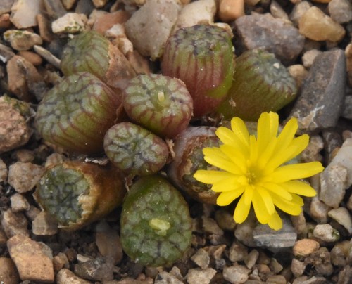 Conophytum ectypum ssp brownii