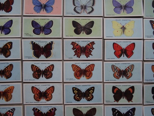 British butterflies vintage - butterflies,