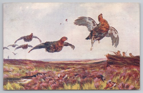 Grouse shooting sporting birds - shooting,