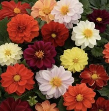 8 x Dahlia Border Mixed Bulbs