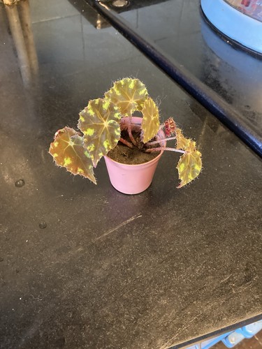 Begonia rex tiger paws - begonia,
