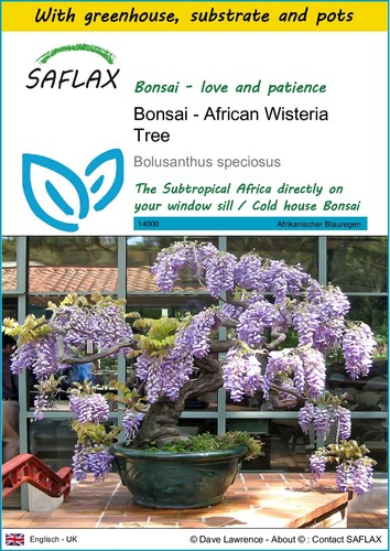 Saflax growing kit - -, bonsai