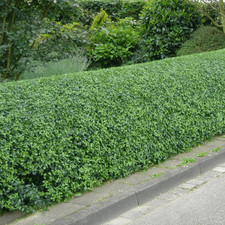 Ligustrum ovalifolium 'Green