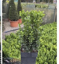 5 Box Hedging 2 Litre Pot 30cm