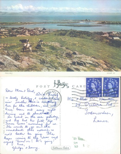 Pwllheli landscape with - , cows