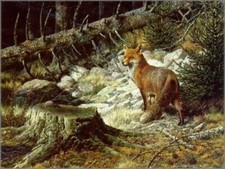 On the Alert - Red Fox - Carl