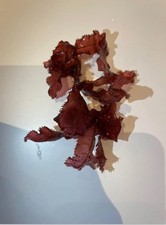 Cryptonemia crenulata , Algae