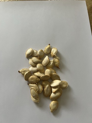 Pumpkin seeds pack - of, 20+
