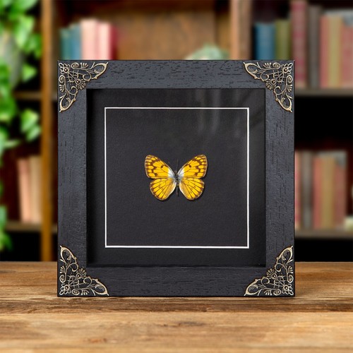 African golden arab butterfly - golden,