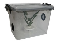 Stick Insect,Snail Nursery