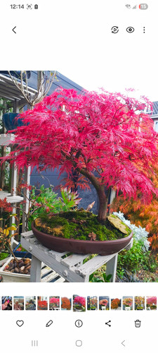 Japanese maple acer emeralde - maple,