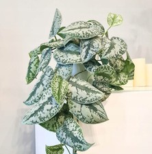Scindapsus Pictus Exotica