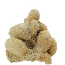 Echinoid Fossil  Fibularia