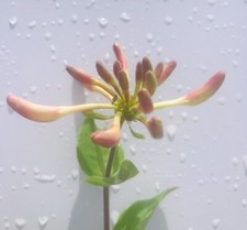 Lonicera periclymenum 'Graham