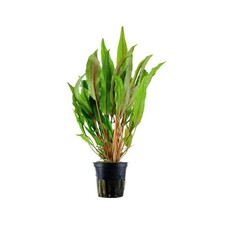 Cryptocoryne Usteriana - Tall