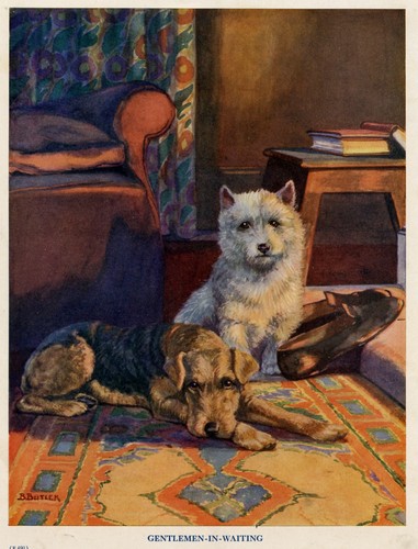 Airedale terrier cairn - &,