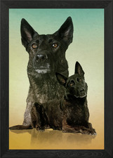 Dutch Shepherd - Dutchie Framed Wall Art Poster Canvas Print Picture