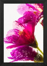 Lewisia in ice 2 Framed Wall