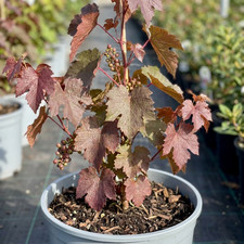 1 Vitis Strawberry Wine Grape