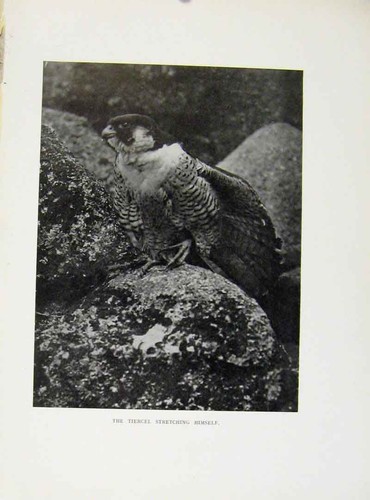 Original old antique print - original,