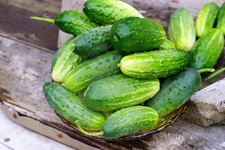 Cucumber Gherkin Plug Plants x