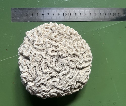 Vintage natural brain coral - brain,