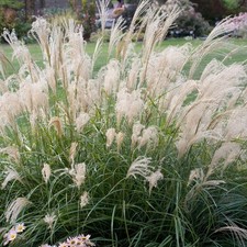Miscanthus Adagio Eulalia Maiden Grass Ornamental Grasses Garden Plant in Pot