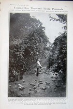 Original Old Antique Print 1906 Feeding Pheasants Chicks Birds Wood Trees Photo