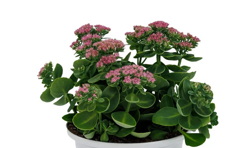 Hardy sedum rooted plant - rooted,