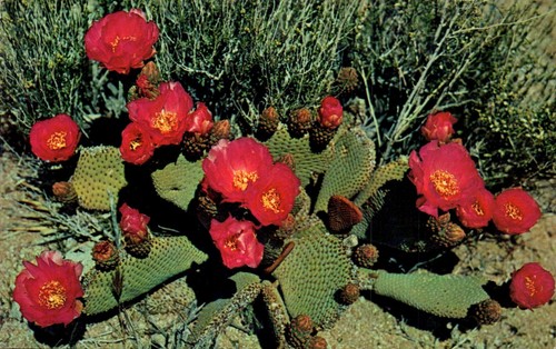 Postcard flowering beavertail - postcard,