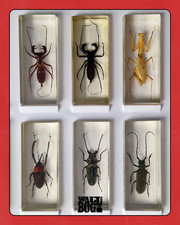 Insect Taxidermy Large