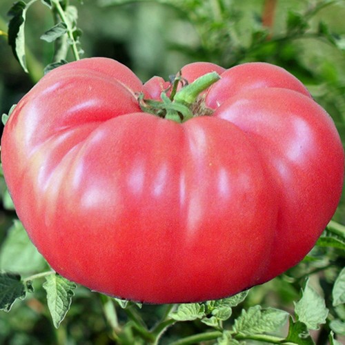 Tomato brandywine pink - 3x,