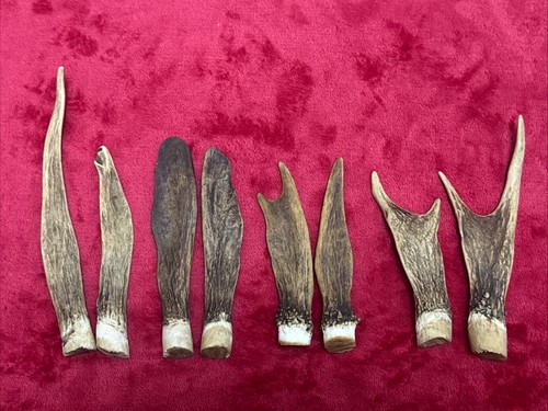 Pairs fallow deer antlers - 3,