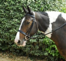 Windsor Plain Hunter Bridle