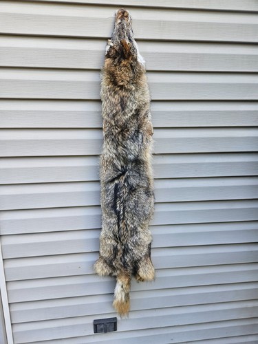 Coyote pelt - coyote,