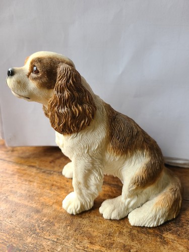 Cavalier king charles spaniel - cavalier,