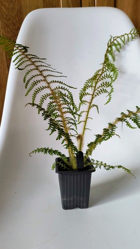 Cyathea tomentosissima - cyathea,